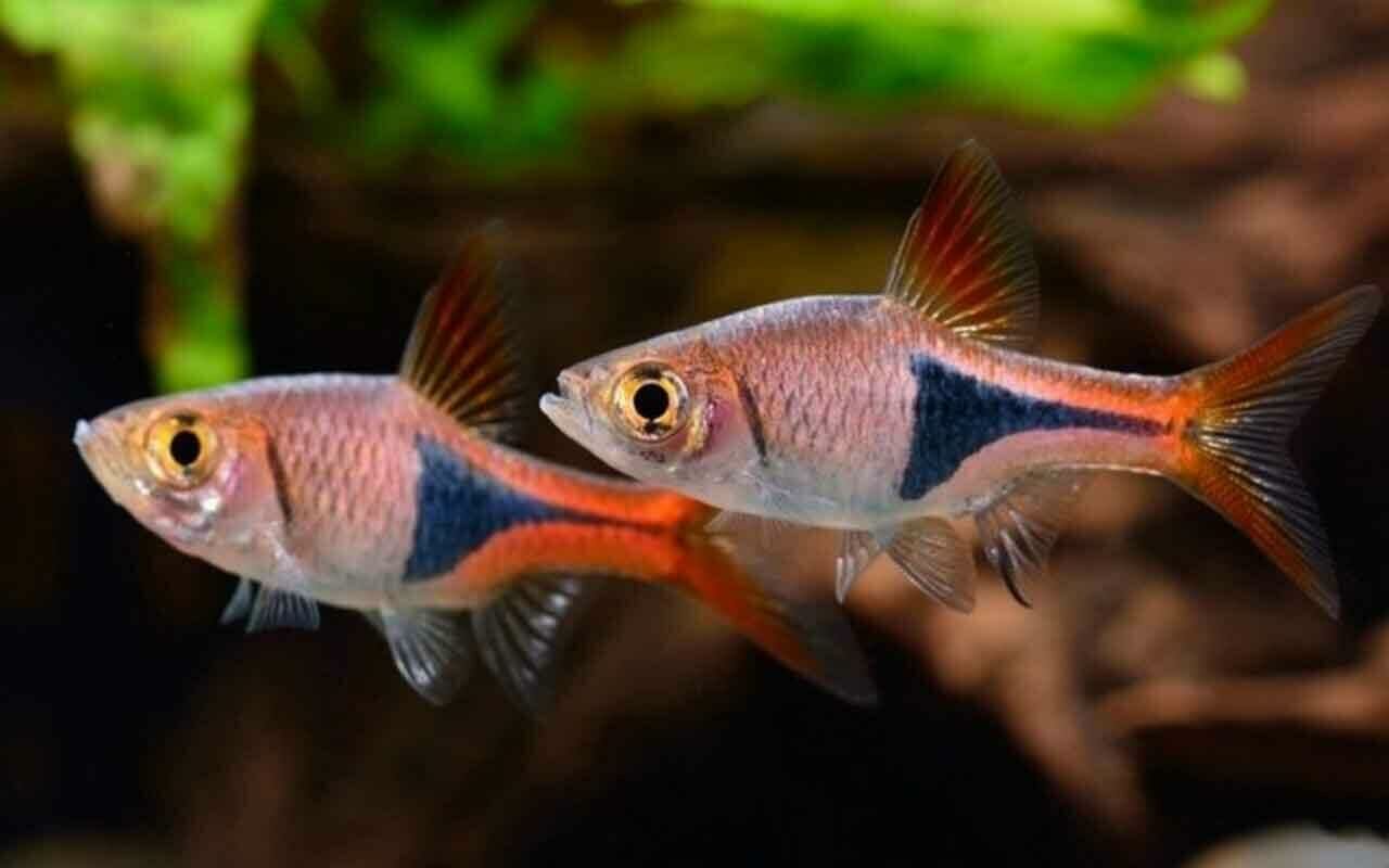Imagem do Rasbora Arlequim